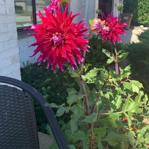 Meet your Posher, Norma